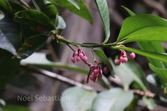 Ardisia solanacea